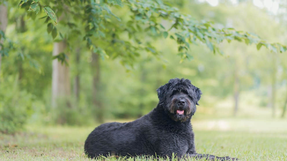 Bouvier des Flandres