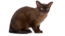 Eine europäische Burma-Katze – Freisteller