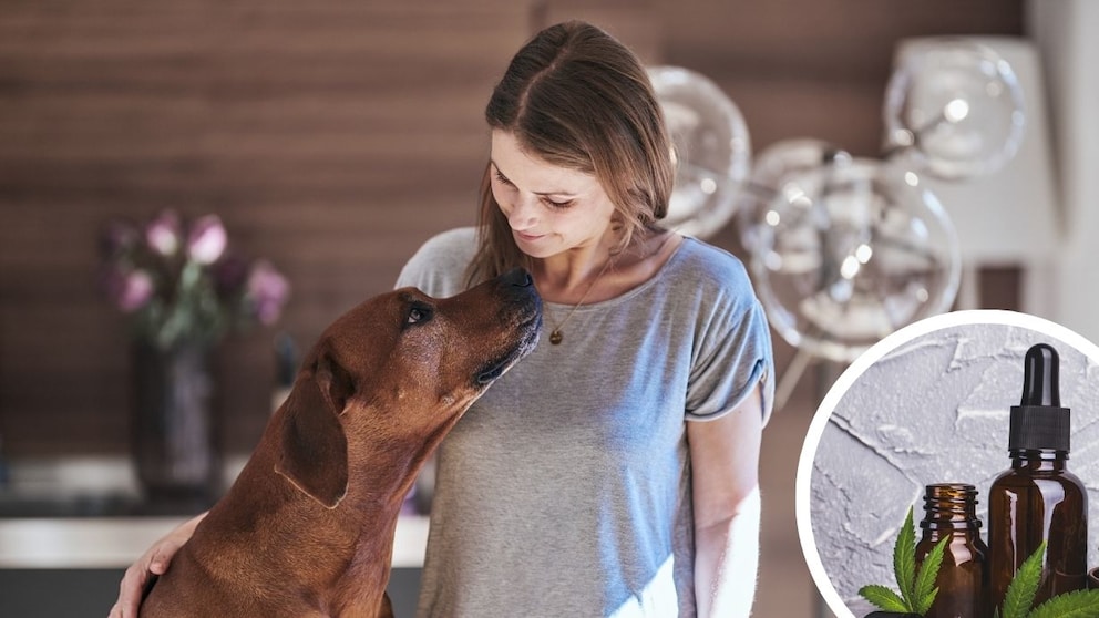 Collage aus Porträt vom Meike Köstring mit ihrem Ridgeback und Ölflasche mit Hanfblatt im Kreis