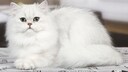 Eine Chinchilla-Katze liegt auf einem Teppich