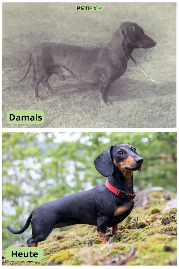 Hunderassen vor 100 Jahren vs. heute So haben sie sich verändert PETBOOK