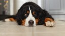 Berner Sennenhund liegt auf dem Boden