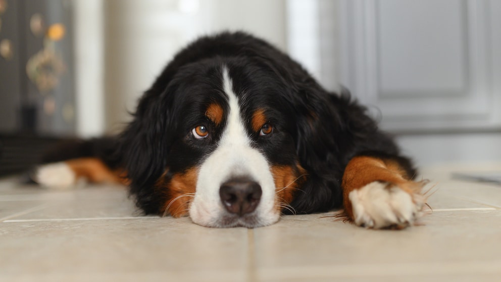 Berner Sennenhund liegt auf dem Boden