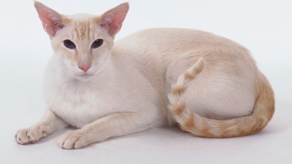 Eine rotweiße Siamkatze Freisteller
