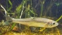 Fisch hat einen Tumor auf dem Rücken, es geht dem Moderlieschen sichtlich schlecht