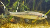 Fisch hat einen Tumor auf dem Rücken, es geht dem Moderlieschen sichtlich schlecht