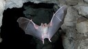 Fledermaus in dunkler Höhle