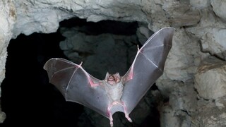 Fledermaus in dunkler Höhle