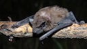Eine Fledermaus (großer Abendsegler) auf einem Ast
