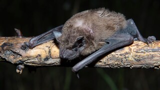 Eine Fledermaus (großer Abendsegler) auf einem Ast