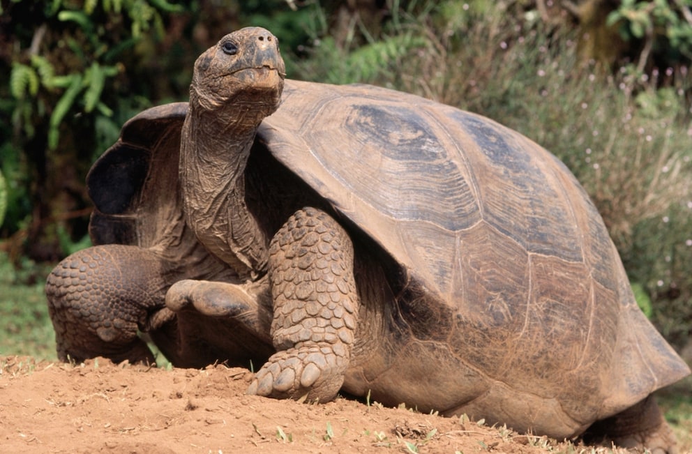 Galapagos-Riesenschildkröte