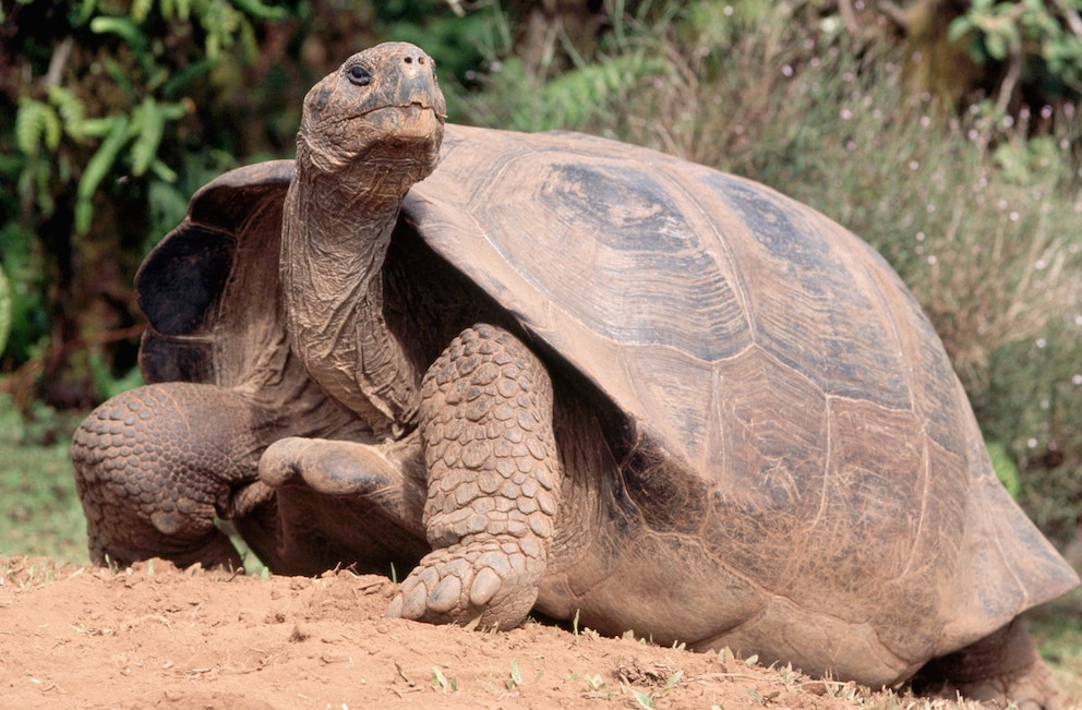 Galapagos-Riesenschildkröte