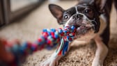 Ein Französische Bulldogge spielt mit einem Zergel.