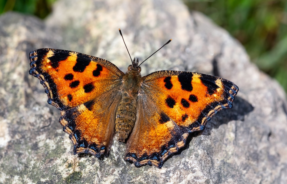 Großer Fuchs Nymphalis polychloros