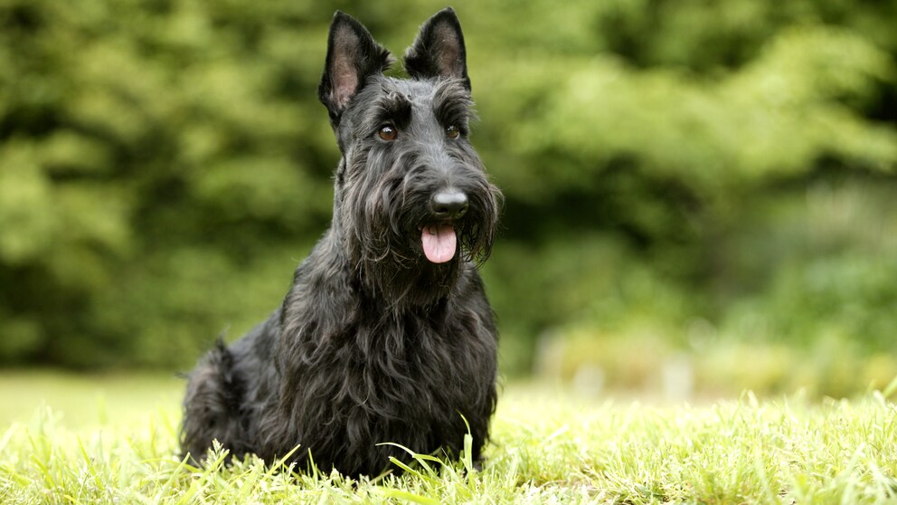Der Scottish Terrier, auch bekannt als Scottie, ist eine kleine, aber robuste Hunderasse aus Schottland.
