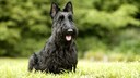 Der Scottish Terrier, auch bekannt als Scottie, ist eine kleine, aber robuste Hunderasse aus Schottland.