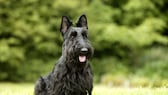 Der Scottish Terrier, auch bekannt als Scottie, ist eine kleine, aber robuste Hunderasse aus Schottland.