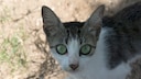 Die Brasilianisch-Kurzhaar-Katze schlug sich ursprünglich als Straßenkatze durch und mauserte sich über die Jahre zur Rassekatze.