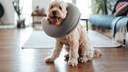 Ein Goldendoodle wird nach der Kastration mit einer Krause vom Knabbern an der Wunde gehindert.