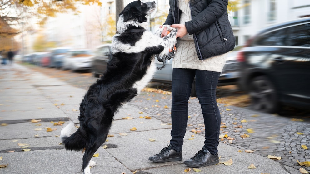 Ein Border Collie springt an seiner Halterin hoch.