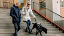 Eine blinde Frau l&auml;uft mit ihrem Blindenf&uuml;hrhund und einer Begleitung eine Treppe herunter.