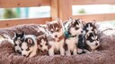 Ein Wurf junger Huskey-Welpen liegt auf einer Decke.