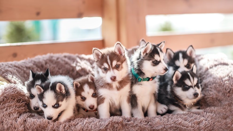 Ein Wurf junger Huskey-Welpen liegt auf einer Decke.