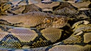 Aufgrund der gestiegenen Energiekosten trennen sich viele Halter von ihren exotischen Haustieren. In vielen Fällen sind auch Netzpythons davon betroffen.