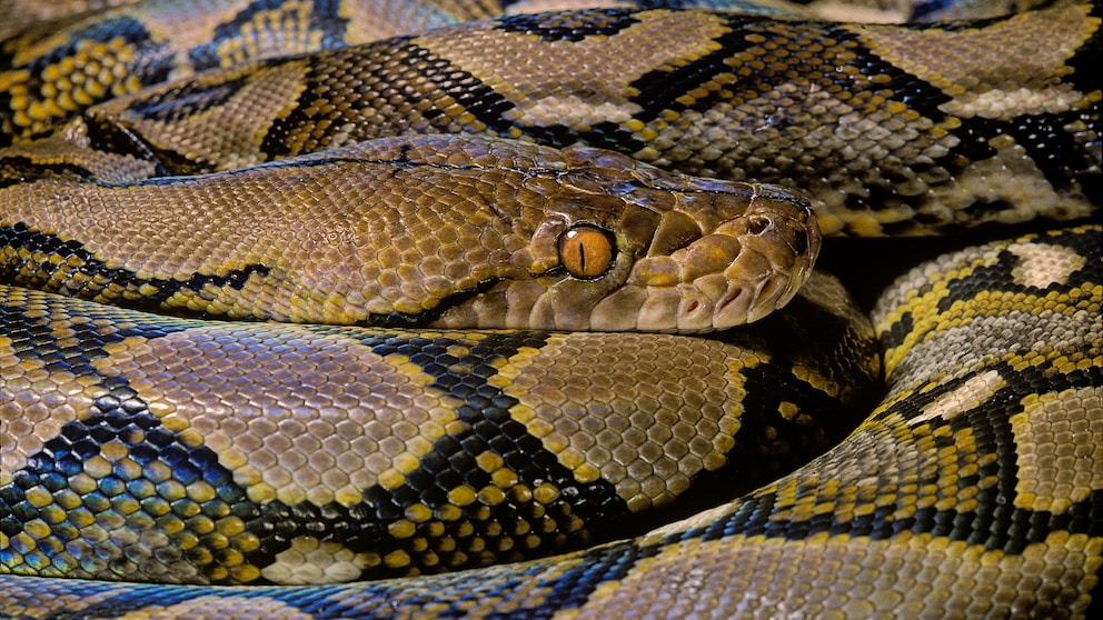 Aufgrund der gestiegenen Energiekosten trennen sich viele Halter von ihren exotischen Haustieren. In vielen Fällen sind auch Netzpythons davon betroffen.