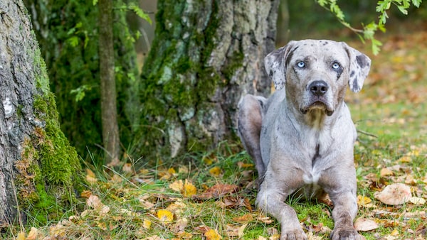 Ein Louisiana Catahoula Leopard Dog sitzt auf einer Wiese und sonnt sich.