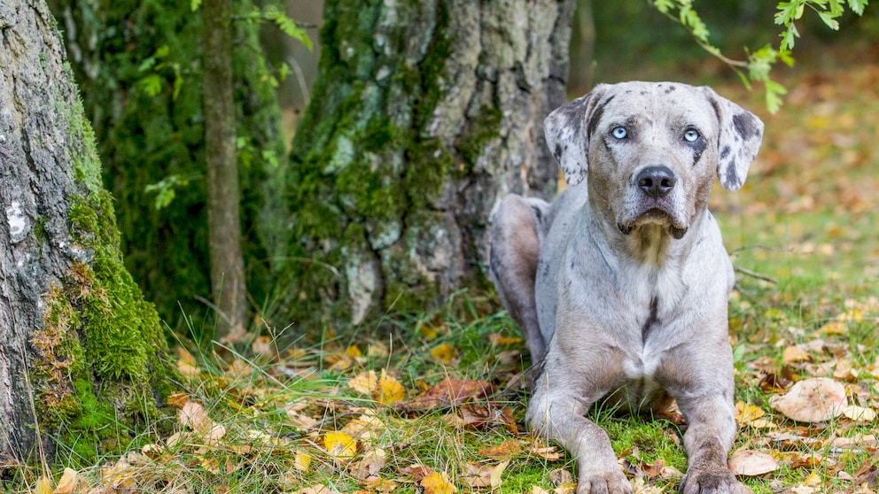 Ein Louisiana Catahoula Leopard Dog sitzt auf einer Wiese und sonnt sich.