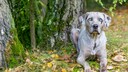 Ein Louisiana Catahoula Leopard Dog sitzt auf einer Wiese und sonnt sich.