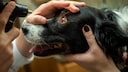 Grauer Star Hund