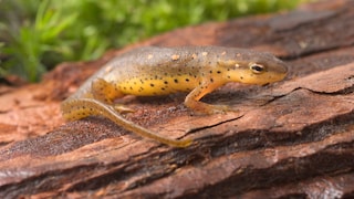 Ein Grünlicher Wassermolch sitzt auf einer Wurzel