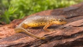 Ein Grünlicher Wassermolch sitzt auf einer Wurzel