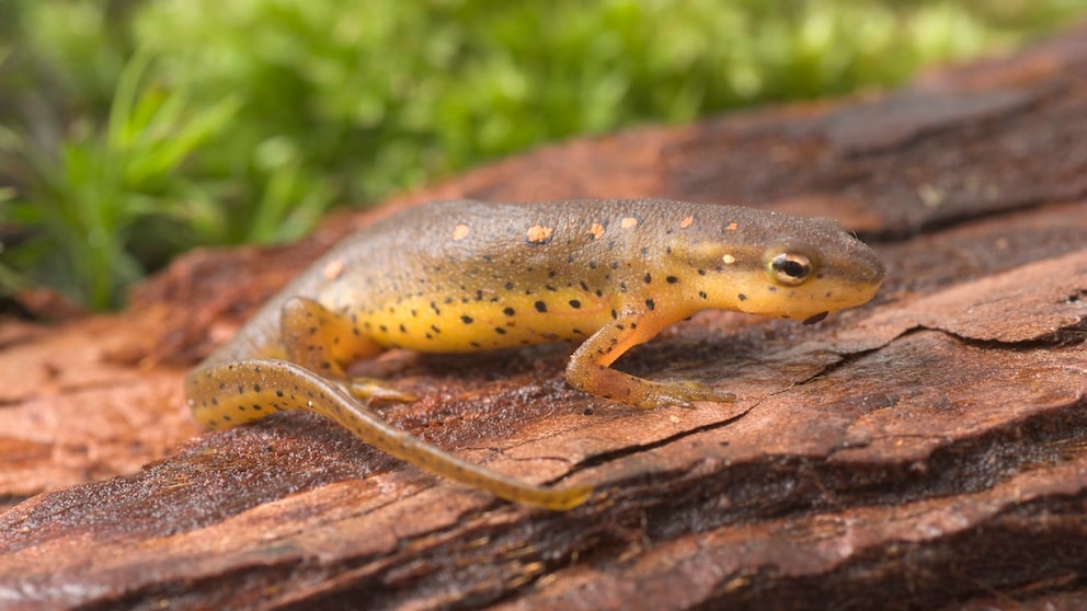 Ein Grünlicher Wassermolch sitzt auf einer Wurzel