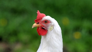 Nahaufnahme eines Haushuhns