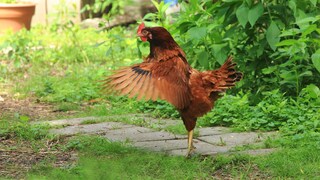 Huhn, dass mit den Flügeln schlägt