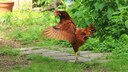 Huhn, dass mit den Flügeln schlägt