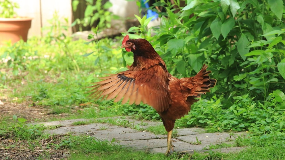 Huhn, dass mit den Flügeln schlägt