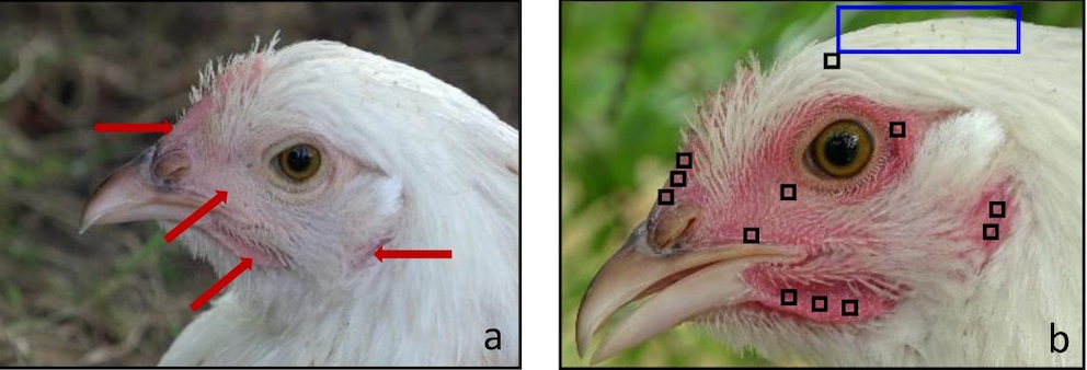 Grafik aus der Studie „Facial blushing and feather fluffing are indicators of emotions in domestic fowl (Gallus gallus domesticus)“