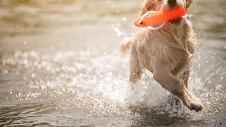 Ein Golden Retriever apportiert einen Dummy aus dem Wasser