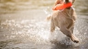 Ein Golden Retriever apportiert einen Dummy aus dem Wasser