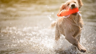 Ein Golden Retriever apportiert einen Dummy aus dem Wasser