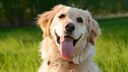 Hunde Hilfe holen
