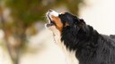 Hunde jault