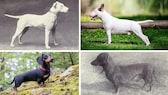 Collage aus Bullterrier damals und heute und Dackel damals und heute