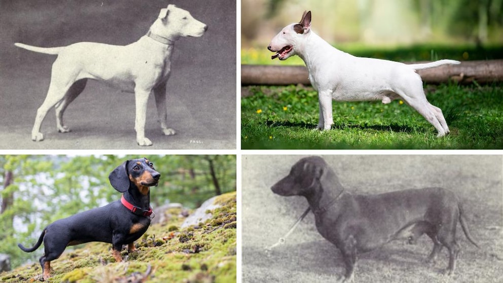 Collage aus Bullterrier damals und heute und Dackel damals und heute