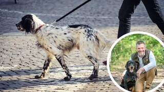 Collage aus English Setter in der Stadt und Porträt von Torsten Reinwald