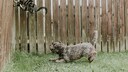 Hund Jagd Katze den Zaun hoch